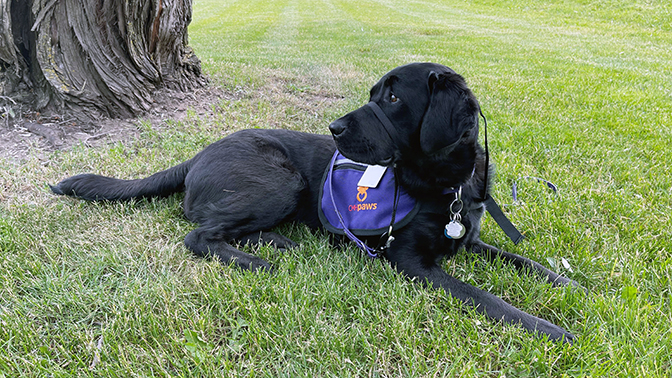 Ember - CMH's Facility Dog